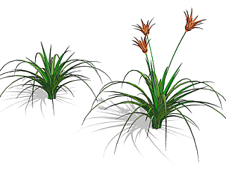 雄黄兰现代植物su模型，绿植花草图大师模型下载