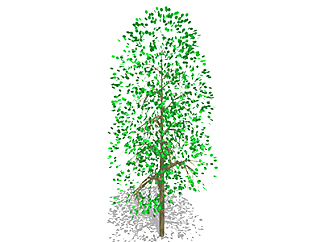 白杨乔木草图大师模型，景观绿植sketchup素材下载