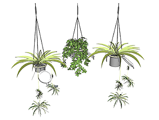吊兰葵现代植物su模型，绿植花草图大师模型下载