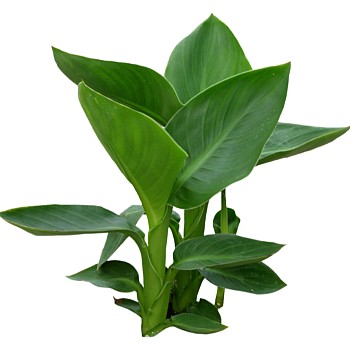 现代植物美人蕉su模型下载，美人蕉草图大师模型分享