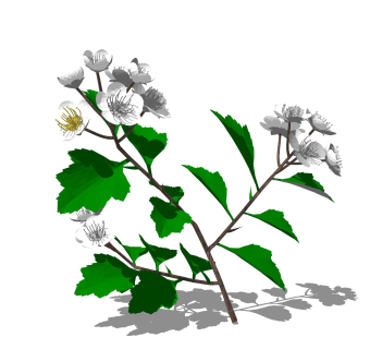 山楂sketchup模型，现代花卉植物skp文件下载