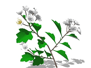 山楂sketchup模型，现代<em>花卉植物</em>skp文件下载