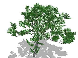 红豆杉乔木su素材，景观绿植草图大师模型下载