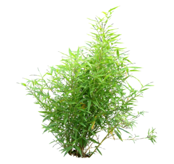 佛肚竹su模型免费下载，草图大师植物草模型分享