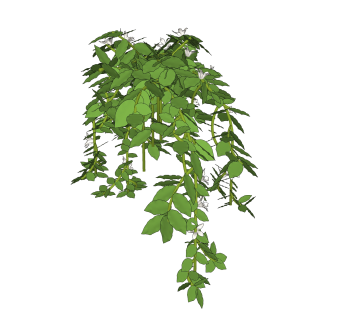 风车茉莉sketchup文件，园艺藤蔓草图大师模型下载