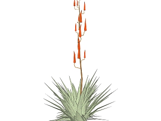 龙舌兰绿植sketchup模型，现代观花植物skp文件下载