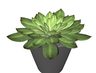 观音莲盆栽植物su模型，园艺花草sketchup模型下载
