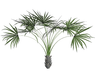 棕竹绿植sketchup模型，现代观叶植物skp文件下载