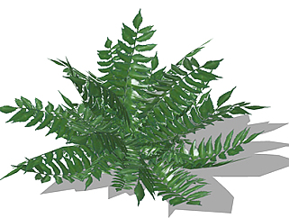 江南双盖蕨灌木su素材，景观绿植草图大师模型下载