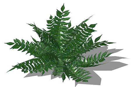 江南双盖蕨灌木su素材，景观绿植草图大师模型下载