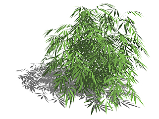 凤尾竹植物su模型，景观绿植草图大师模型下载