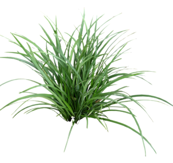 麦冬草图大师模型，sketchup植物草模型下载