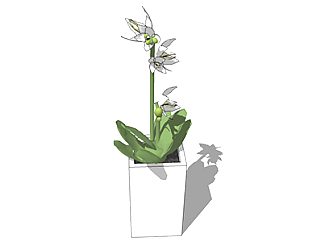 虾脊兰现代植物草图大师模型，绿植盆栽sketchup模型下载