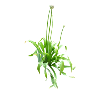 大花葱su模型免费下载，草图大师植物草模型分享
