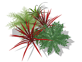 红边龙血树现代植物su模型，绿植花草图大师模型下载