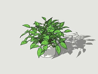 绿萝植物盆栽免费su模型，盆栽绿萝草图大师模型