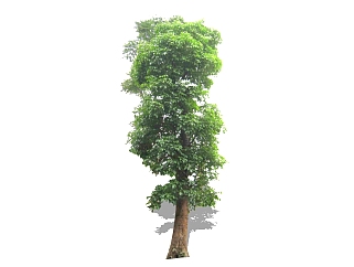 秋枫景观树免费su模型下载、景观树草图大师模型下载