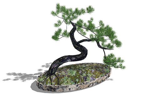 日本五针松盆栽草图大师模型，手绘绿植sketchup模型下载