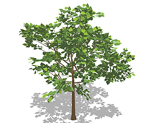 柿树乔木草图大师模型，景观绿植sketchup素材下载