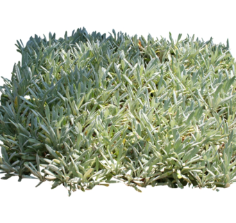 兰松su模型免费下载，草图大师植物草模型分享
