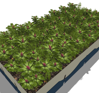 闭鞘姜花圃植物su模型，园艺花草sketchup模型下载