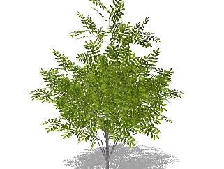 米仔兰灌木丛su模型，常绿灌木草图大师模型下载