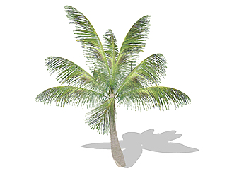 椰子树乔木sketchup素材，景观绿植草图大师模型下载