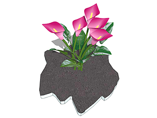 马蹄莲现代植物su模型，绿植花草图大师模型下载