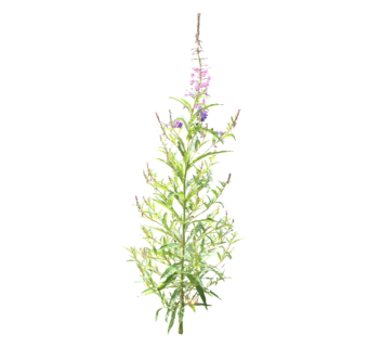 豚草草图大师模型，sketchup植物豚草模型下载