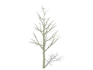 白蜡树枯树乔木草图大师模型，景观绿植sketchup素材下载