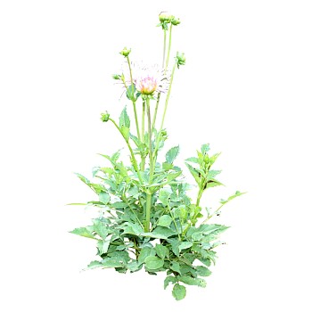 现代植物大丽花su模型下载，大丽花sketchup模型分享