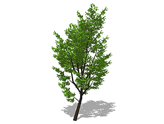  枫树乔木sketchup素材，景观绿植草图大师模型下载