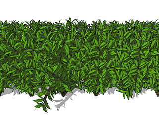 小叶黄杨植物su模型，绿植灌木草图大师模型下载