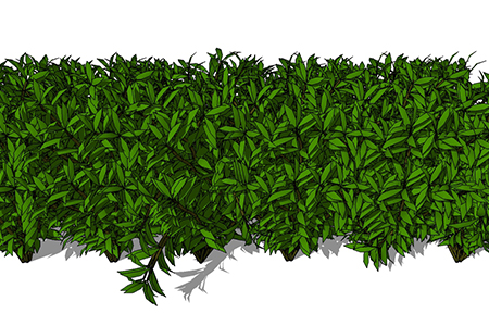 小叶黄杨植物su模型，绿植灌木草图大师模型下载