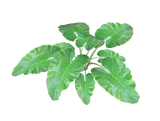 <em>海芋</em>绿植sketchup模型，现代观叶植物skp文件下载