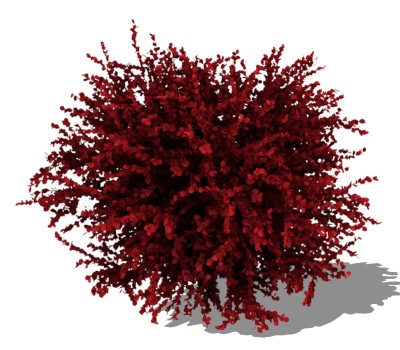 红花檵木灌木丛su模型，常绿灌木草图大师模型下载