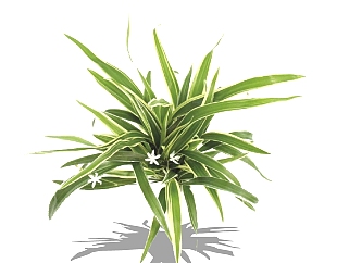 金边吊兰绿植sketchup模型，现代观花植物skp文件下载