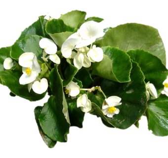 现代植物四季海棠su模型下载，四季海棠草图大师模型分享