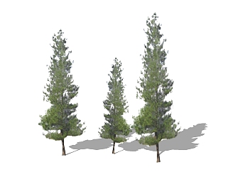 松树景观松树免费su模型下载、景观松树草图大师模型下载