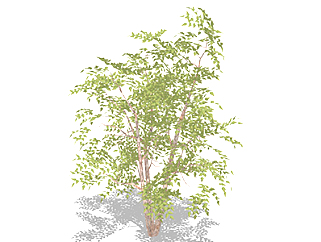 <em>枣树</em>乔木sketchup素材，景观绿植草图大师模型下载
