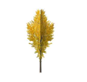 银杏树sketchup模型下载