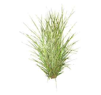 斑叶芒su模型免费下载，草图大师植物斑叶芒模型分享