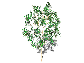 <em>油</em>橄榄乔木草图大师模型，景观绿植sketchup素材下载