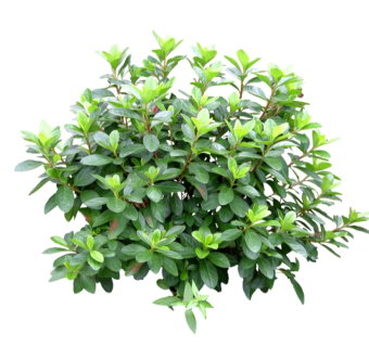 杜鹃su模型免费下载，草图大师植物草模型分享