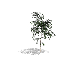 榆树景观<em>树</em>SU模型免费下载，榆树植物<em>树</em>草图大师模型