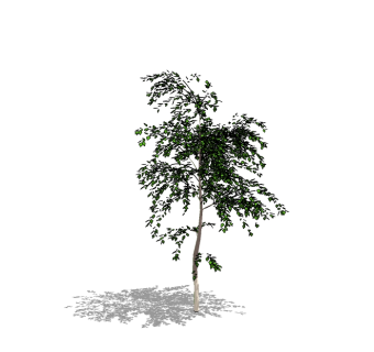 榆树景观树SU模型免费下载 ，榆树植物树草图大师模型