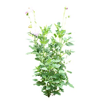 现代植物大丽花su模型下载，大丽花sketchup模型分享