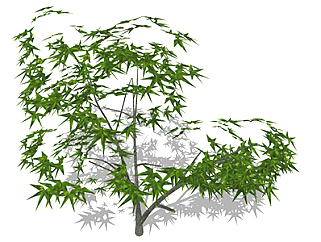 <em>鸡爪槭</em>乔木sketchup素材，景观绿植草图大师模型下载