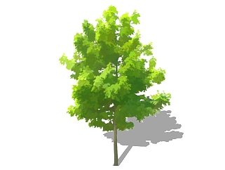 法国梧桐景观树免费su模型下载、景观树草图大师模型下载