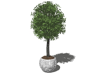 现代植物盆栽草图大师模型，金钱榕sketchup模型下载